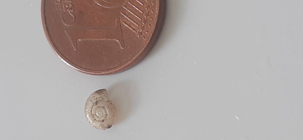 Richiesta identificazione mollusco Monte Argentario